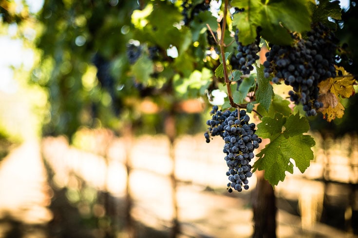 red wine grapes in vinyard napa